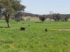 3280 Murringo Road, Young, NSW 2594-Image
