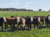 3280 Murringo Road, Young, NSW 2594-Image