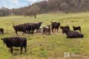 3303 Bylong Valley Way, Rylstone, NSW 2849-Image
