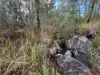 337 Clearview Road, Coutts Crossing, NSW 2460-Image
