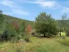 34 Cedar Street, Wollombi, NSW 2325-Image