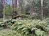 34 Cedar Street, Wollombi, NSW 2325-Image