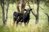 34 Mandurama Road, Mandurama, NSW 2792-Image