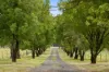 34 Mandurama Road, Mandurama, NSW 2792-Image