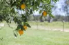 342 Mantons Road, Lawrence, NSW 2460-Image