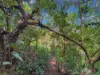 346 Roiko Road, Mareeba, Qld 4880-Image