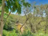 346 Roiko Road, Mareeba, Qld 4880-Image