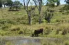 35 Bakers Road, Bauple, Qld 4650-Image
