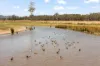 35 Beryl Road, Gulgong, NSW 2852-Image