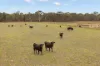 35 Beryl Road, Gulgong, NSW 2852-Image