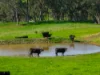 351  Paling Yards Loop, Orange, NSW 2800-Image