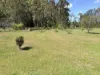353 Omega Drive, Kungala, NSW 2460-Image