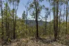3535 Armidale Road, Nymboida, NSW 2460-Image