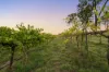 356 Tuckers Lane, Greta NSW 2334-Image