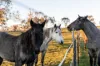 357 Old Settlers Road, Jindabyne, NSW 2627-Image