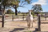 37 Brownes Lane, Axedale VIC 3551-Image
