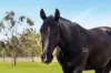 37 Jamieson Road, Churchable QLD 4311-Image