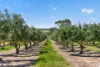 37 Peel Road, Currency Creek, SA 5214-Image
