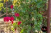 370 John Allan Road, Kyabram, Vic 3620-Image
