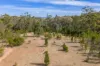 3705 Nanami Lane, Canowindra, NSW 2804-Image