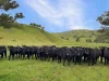 376 Boondaroo Road, Mandurama, NSW 2792-Image