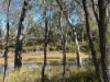 3770 Condamine, Meandarra QLD 4422-Image