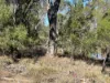 3770 Condamine, Meandarra QLD 4422-Image