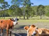 385 Locketts Crossing Road, Coolongolook, NSW 2423-Image