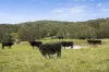 389 Vermont Road, Mulbring, NSW 2323-Image