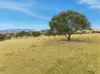 390 Bloom Hill Road, O'Connell, NSW 2795-Image