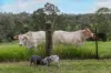 391 Newspaper Hill Road, Belli Park QLD 4562-Image