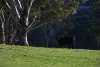 394 Range Hills Road, Bathurst, NSW 2795-Image