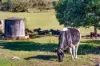 395 Dry Gully Road, Mount Whitestone QLD 4347-Image