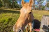 4 Bede Street, Stroud, NSW 2425-Image