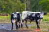 4 Bede Street, Stroud, NSW 2425-Image