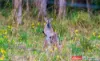 4 Bede Street, Stroud, NSW 2425-Image