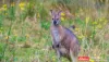 4 Bede Street, Stroud, NSW 2425-Image