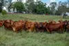 415-433 Anderleigh Road, Gunalda QLD 4570-Image