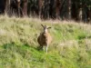 422 Paradise Road, Paradise, Tas 7306-Image