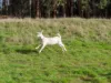 422 Paradise Road, Paradise, Tas 7306-Image