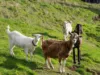 422 Paradise Road, Paradise, Tas 7306-Image