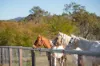 4236 Cunningham Highway, Mutdapilly QLD 4307-Image