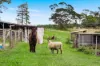 431 Knights Road, Doubtful Creek NSW 2470-Image