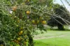 431 Knights Road, Doubtful Creek NSW 2470-Image