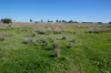 433 Killarney Gap Road, Narrabri, NSW 2390-Image