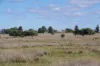 433 Killarney Gap Road, Narrabri, NSW 2390-Image