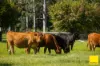 45, Crawford River NSW 2423-Image