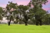 453 Old Narrandera Road, Gobbagombalin, NSW 2650-Image
