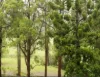 459 Orara Way, Coramba, NSW 2450-Image