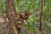 47, Hogarth Range Road, Hogarth Range, NSW 2469-Image